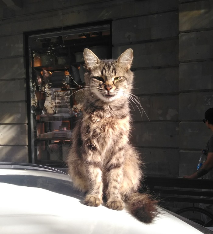 Master of life - My, A cat named Cat, Baku, cat