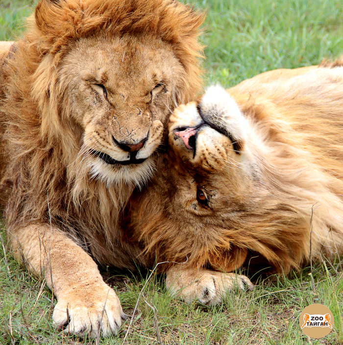 Lion Brotherhood. Chuk and Gek. - My, , The park, Taigan Lions Park, Zoo, Crimea, a lion, Big cats, cat