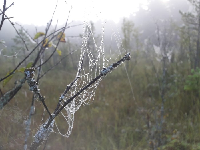 beads - My, Nature, Forest, Web, Dew, Ladoga