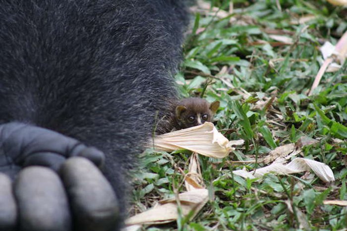 Gentle BoBo - Animals, Gorilla, Lemur, Longpost