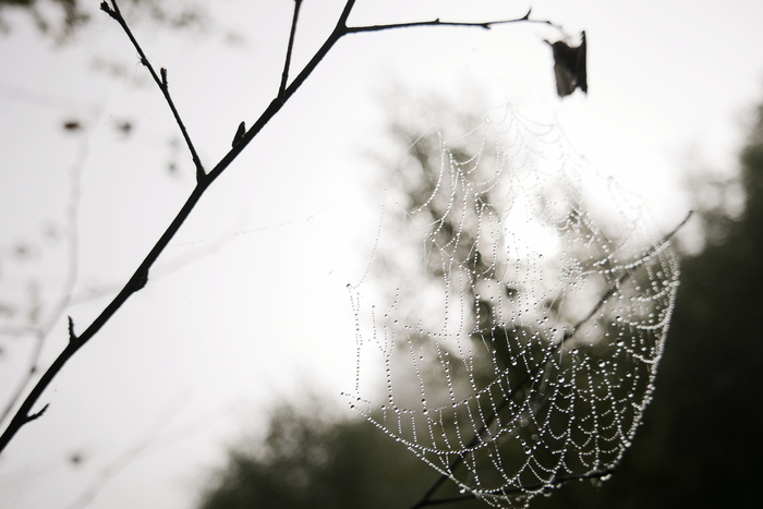 The fog tried. - My, Village, Perm Territory, Pozhva, Fog, Dew, Longpost