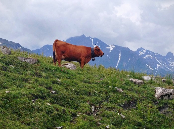 Milka - My, The mountains, Alps, Travels, Cow