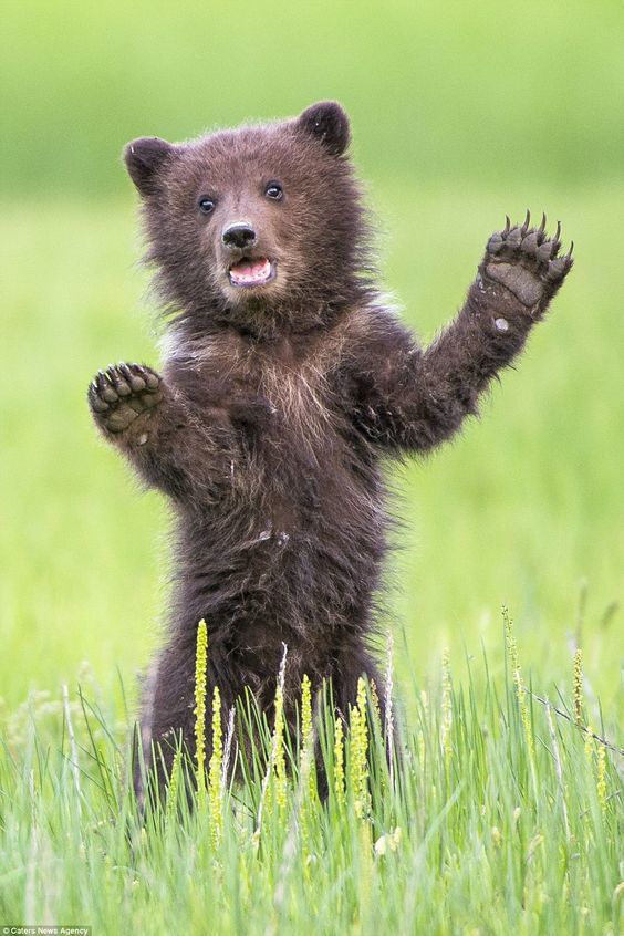 Я злой и страшный бурый мишка