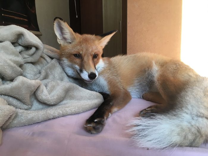 Frank - My, Fox, Pets, Longpost, Domestic fox