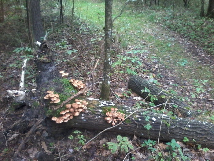 Silent hunt - Mushrooms, Farm, Molodechno, Republic of Belarus, Longpost