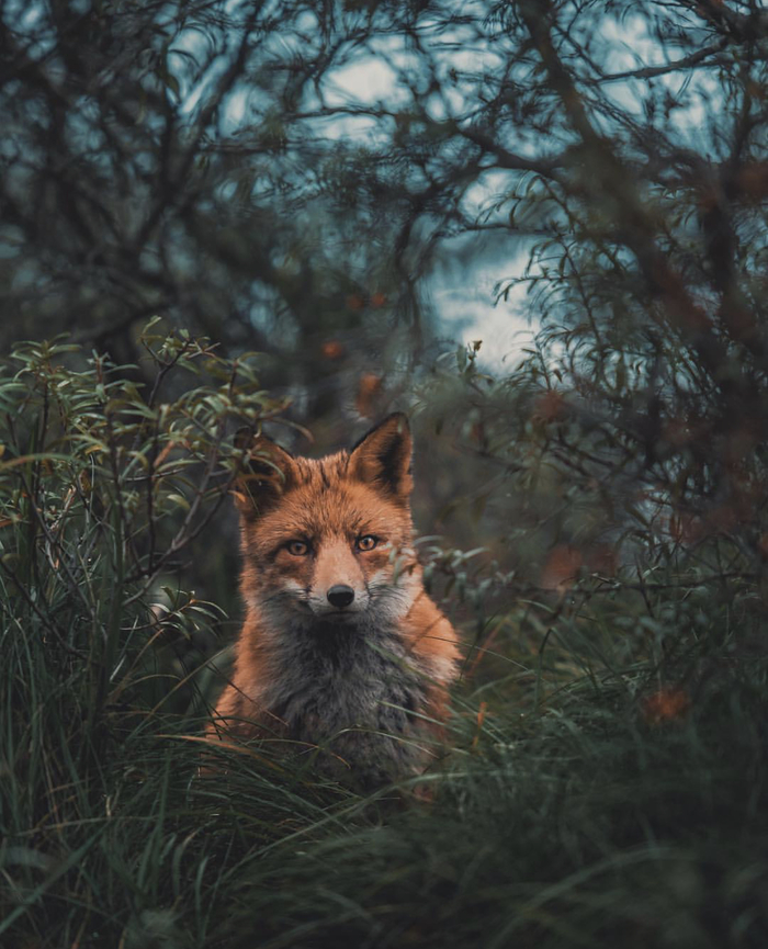 Голландский лис