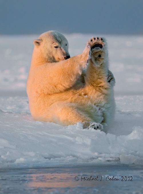 �������� ����� �����������