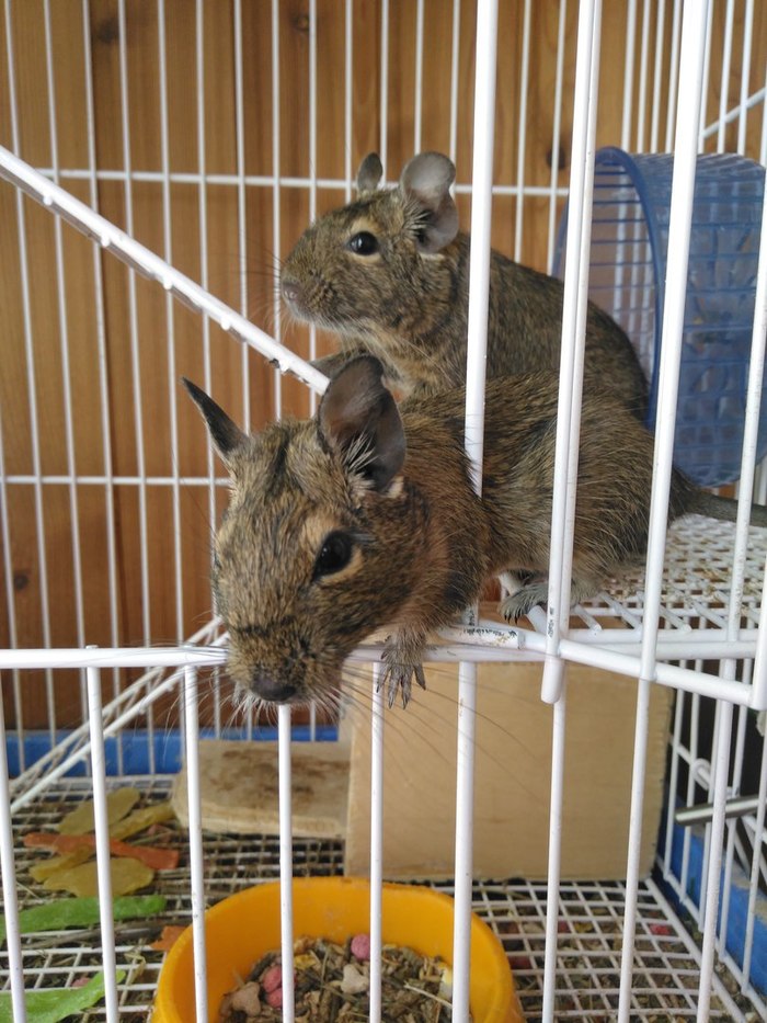 Kids are looking for House voronezh - My, Degu, Rodents, Voronezh, I will give, In good hands, Longpost