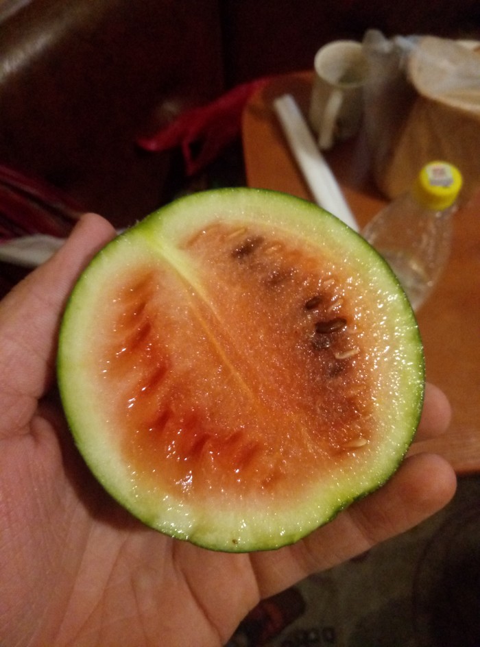 Belarusian watermelon - My, Watermelon, Garden