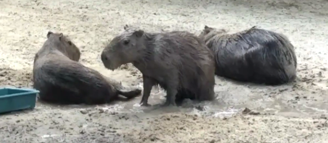 capybarism - My, Capybara, Animals, GIF, Longpost, Rodents