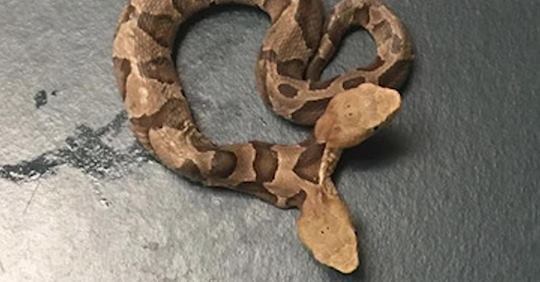 ������� ����� � ����� ���� ����������� ������