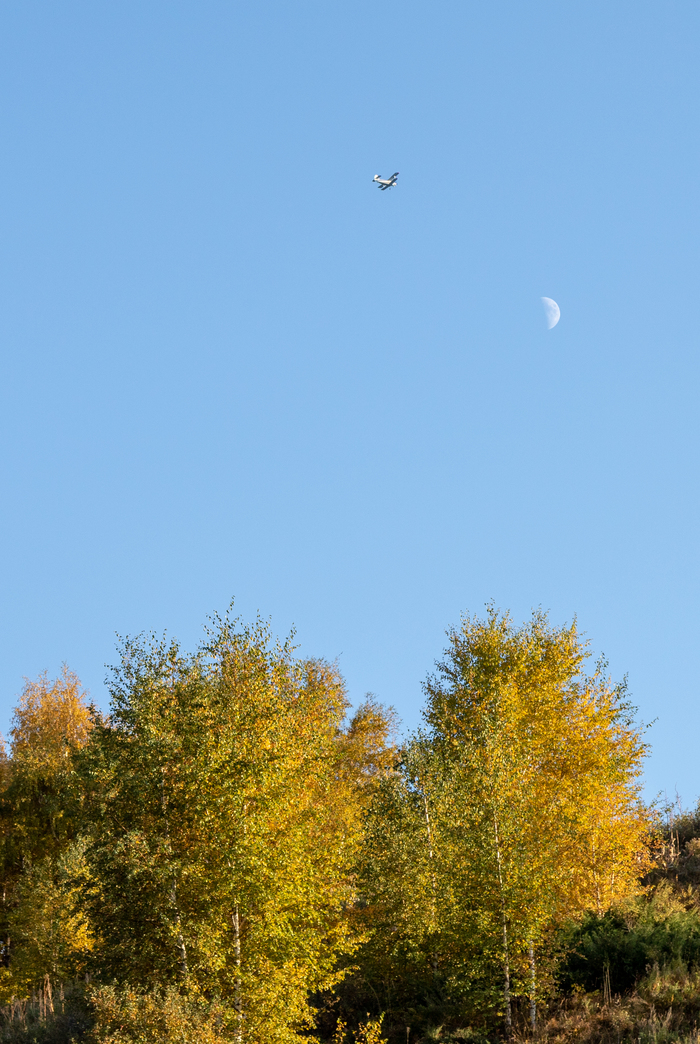 Someone is getting out of here - My, The photo, moon, Airplane, Birch