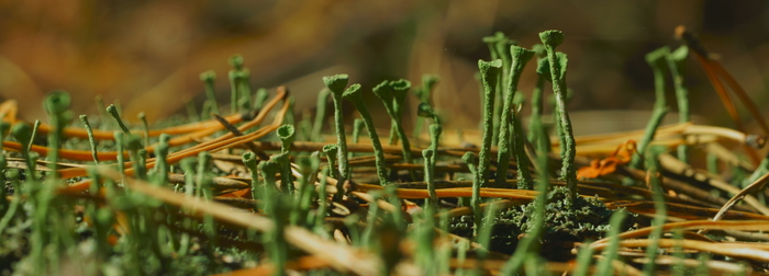 Lichen - My, Cladonia shapeless, Macro, Macro photography, The photo