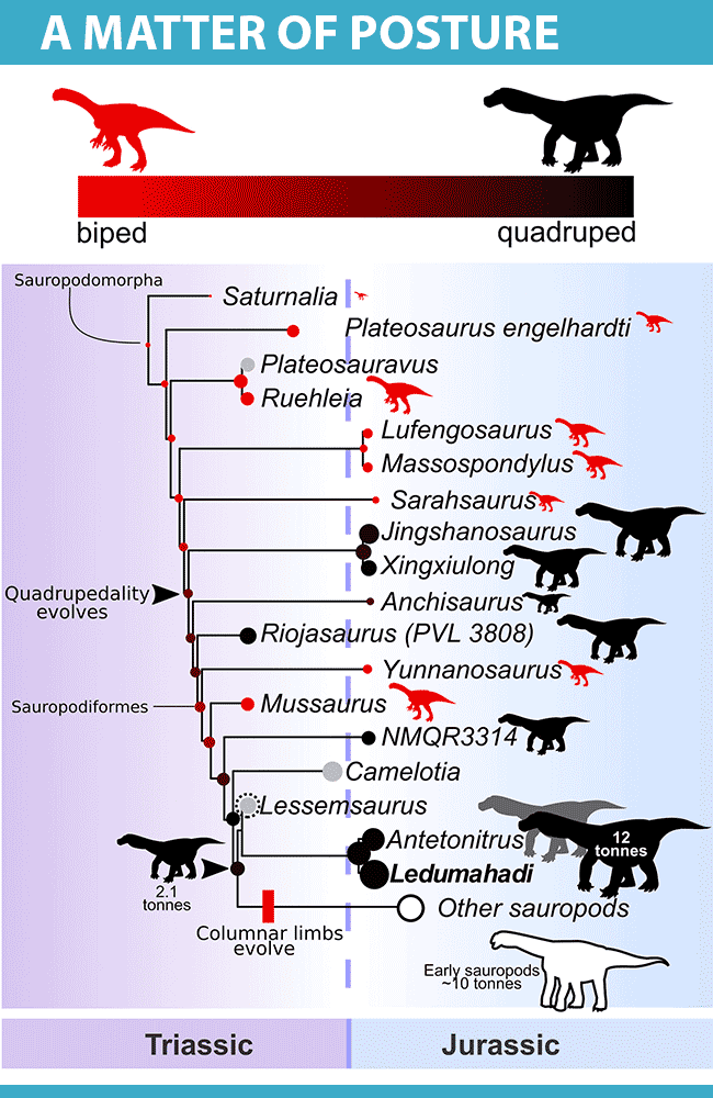 Jurassic sauropodomorph from South Africa told scientists how his relatives switched to walking on four, not two legs - My, Dinosaurs, Paleonews, Paleontology, Evolution, The science, Animals, Biology, Longpost