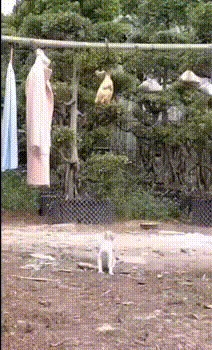    ,   .  -       -  