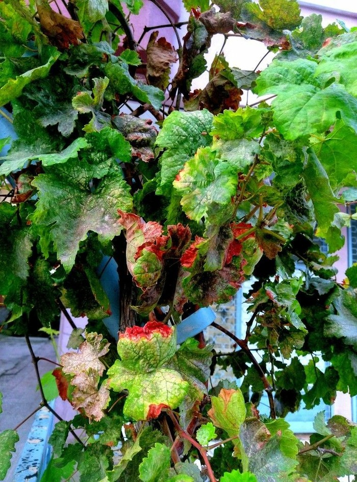 The touch of autumn on the grape leaves - Autumn, My, Autumn leaves