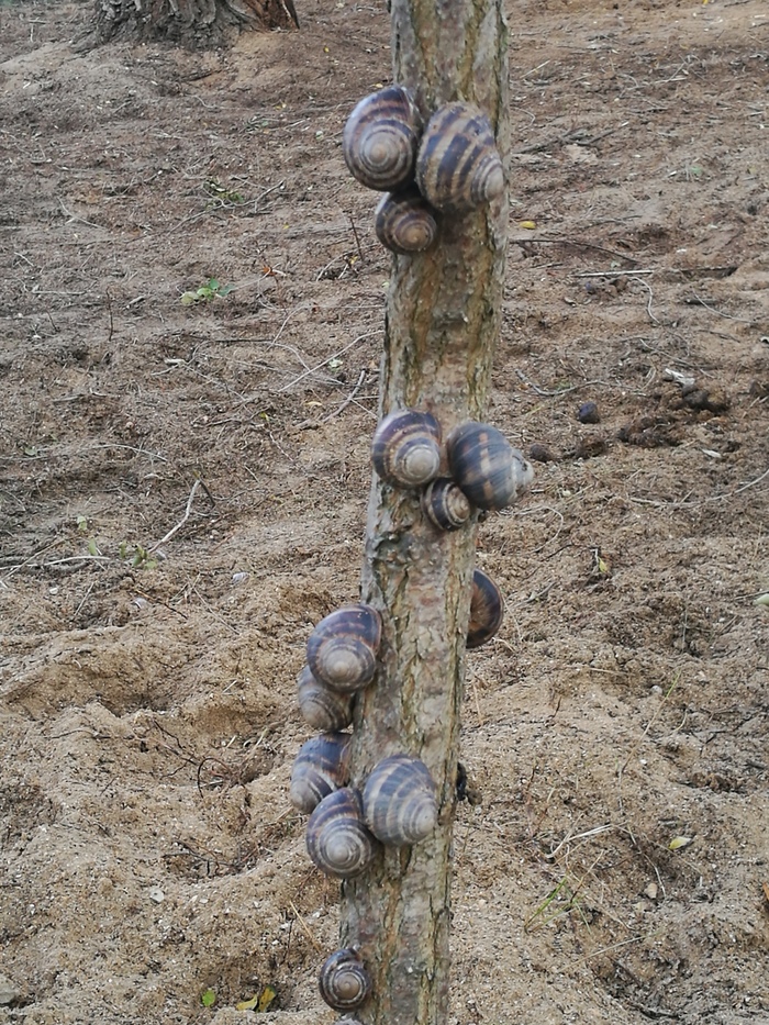 After the rain - My, Crimea, Grape snail, beauty of nature