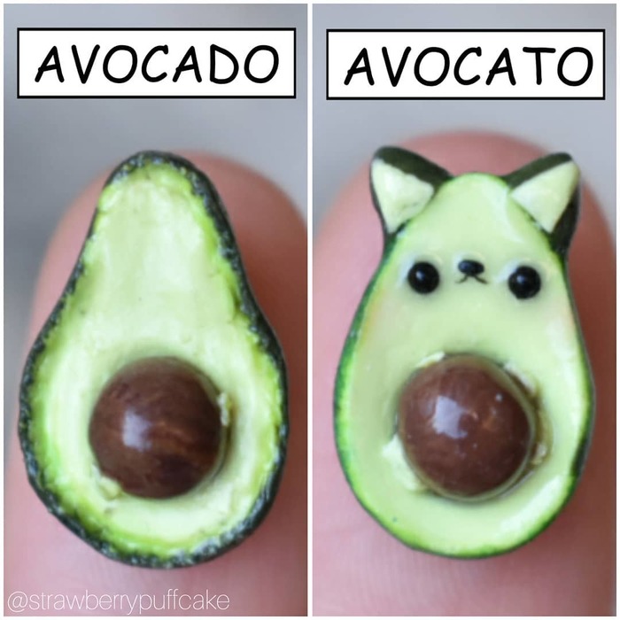 Avokoto - cat, Avocado, Images