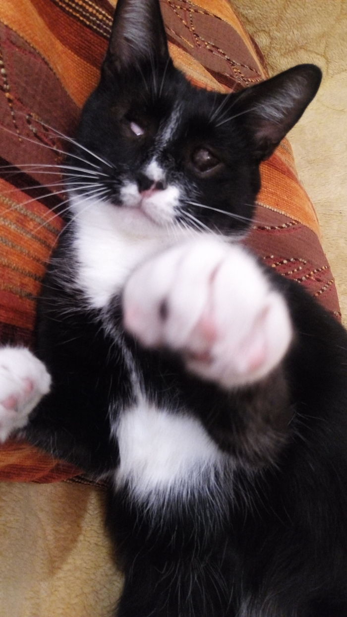 High five... Friday!!! - My, cat, Catomafia, Friday