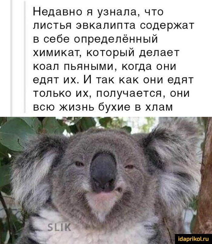 Cool fact... - Humor, Eucalyptus