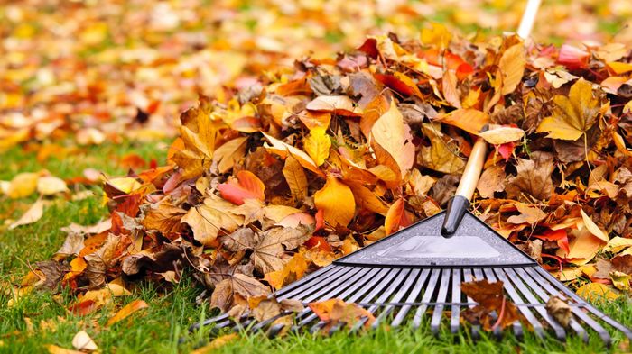 Do fallen leaves need to be removed? - Autumn, Leaves, Ecology, Urban environment, Nature, Street cleaning, Longpost