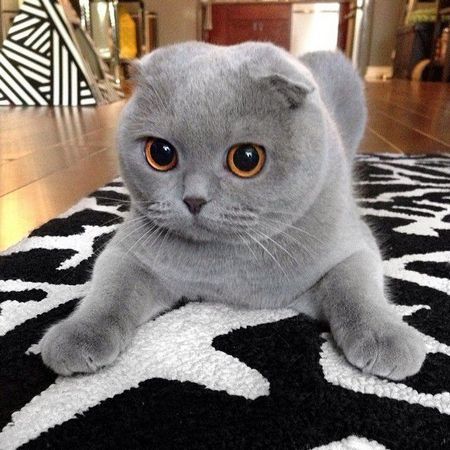 Big-eyed - cat, Scottish lop-eared