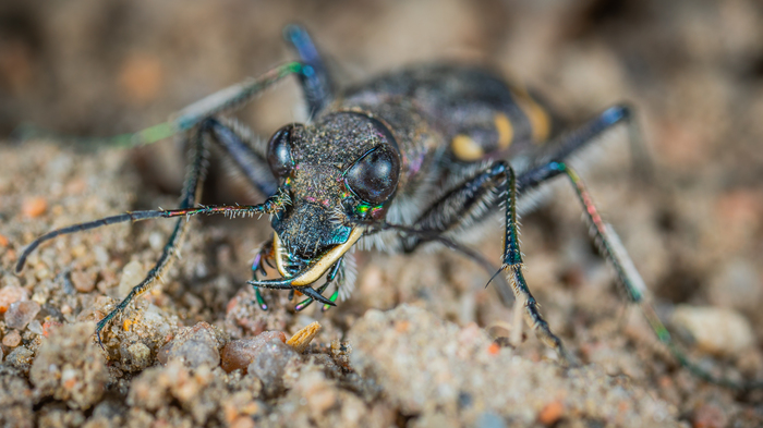jumping beetle - My, Жуки, Insects, , jumping beetle, Macro, Macrohunt, Mp-e 65 mm, Macro photography