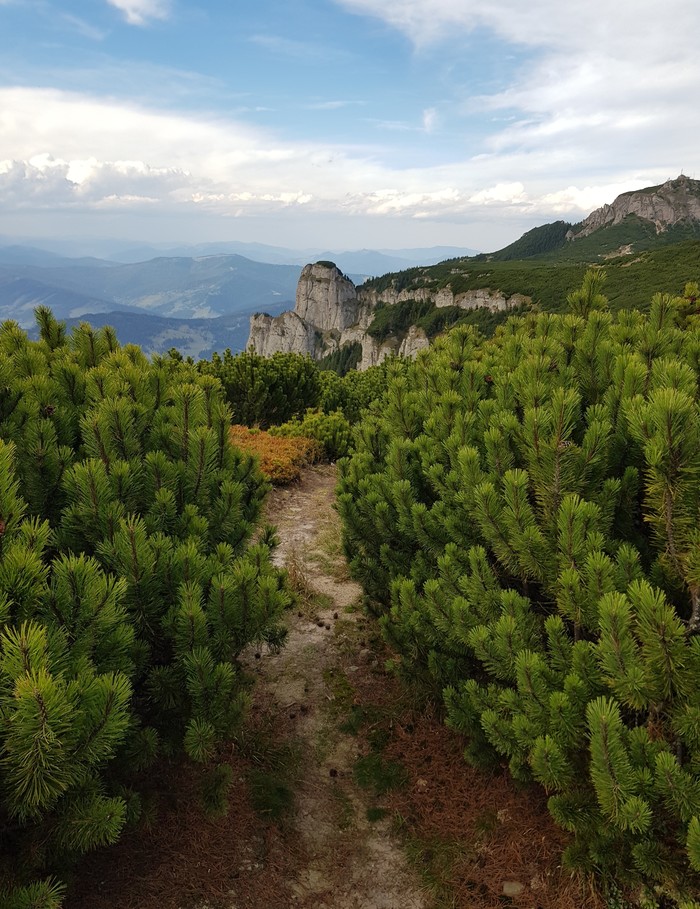 Romanian Carpathians, Chahlau - My, Carpathians, Weekend travel, Juniper, Romania, The mountains
