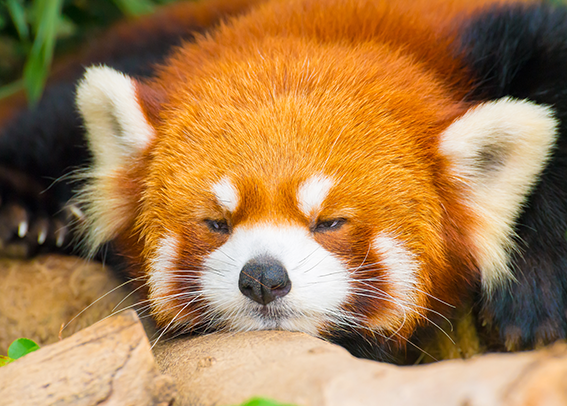 The red panda is amazing! - Animals, Milota, Red panda