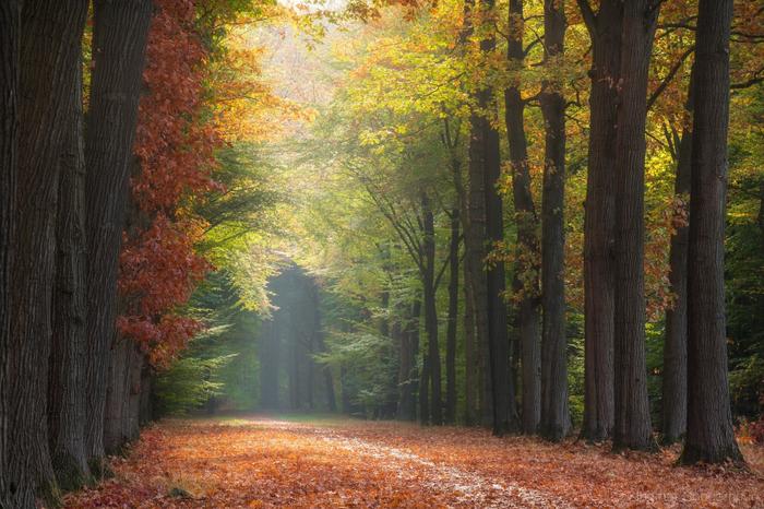 Autumn morning light. Doetinchem, The Netherlands - Nature, beauty of nature, Netherlands, Autumn, Netherlands (Holland)