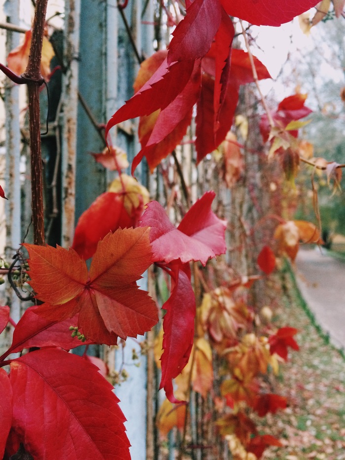 The delights of autumn. - Autumn, My, Yusupov Garden, iPhone 5s, Beginning photographer, Mobile photography