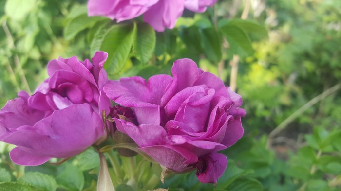 A little summer. - Flowers, Macro, Duck, Summer, Карелия, Longpost, Macro photography