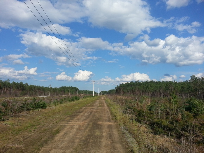 Просто лесная дорога