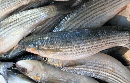 Crimeans banned from catching mullet! - Evpatoria, Fishing, Sea, Black Sea, River, Moa, Ban, Mullet