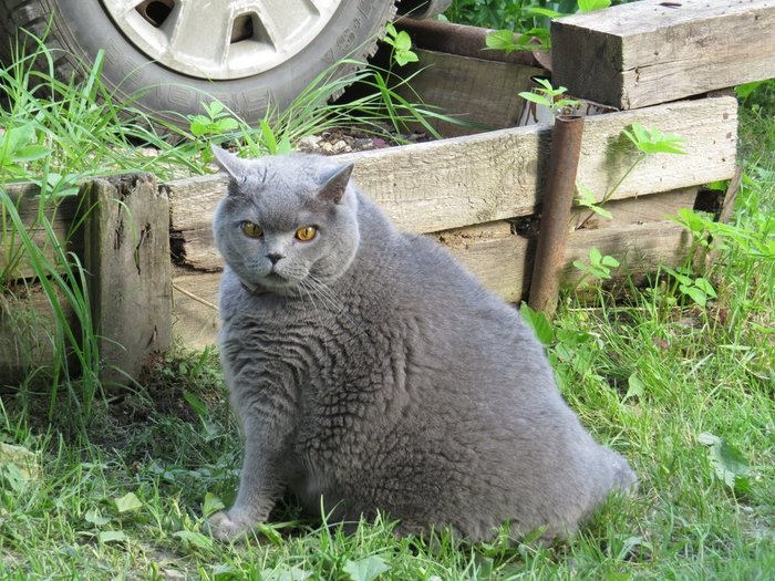 Just a big bone... - cat, Fat man, Pets, Thick, Fullness