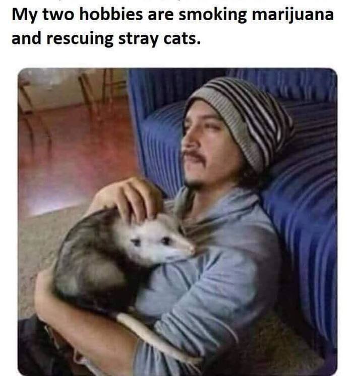 My two hobbies are smoking marijuana and saving stray cats. - Animal Rescue, Humor, Opossum, Picture with text, Marijuana, Drugs