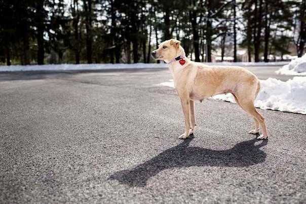 A dog named Luna, dying of hunger, was saved by people with kind and sympathetic hearts. - Dog, Dogs and people, Good league, Kindness, Help, Animals, The photo, Humanity, Longpost