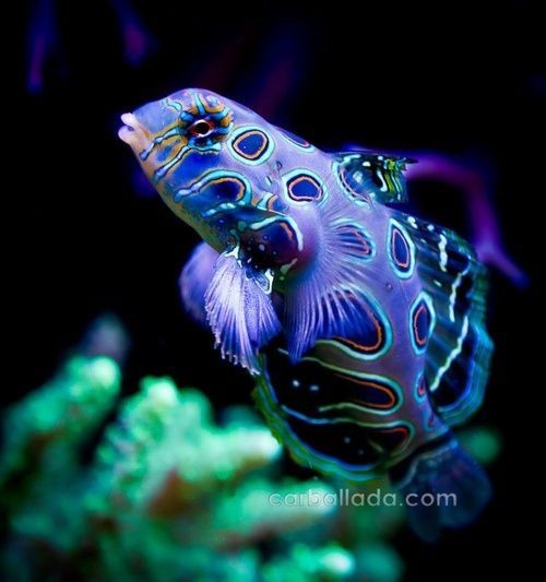 Bright colors of the underwater world - A fish, Aquarium, Sea, Ocean, Paints, Longpost