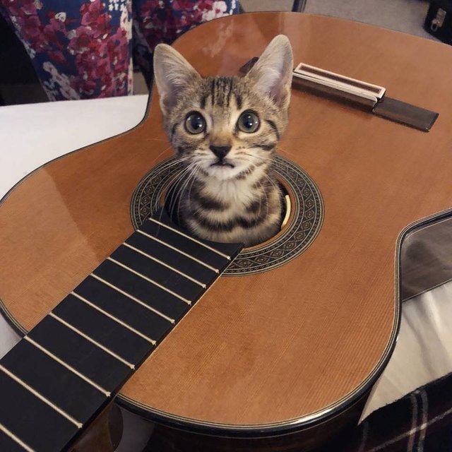 Well, shall we play? - cat, Guitar, Milota