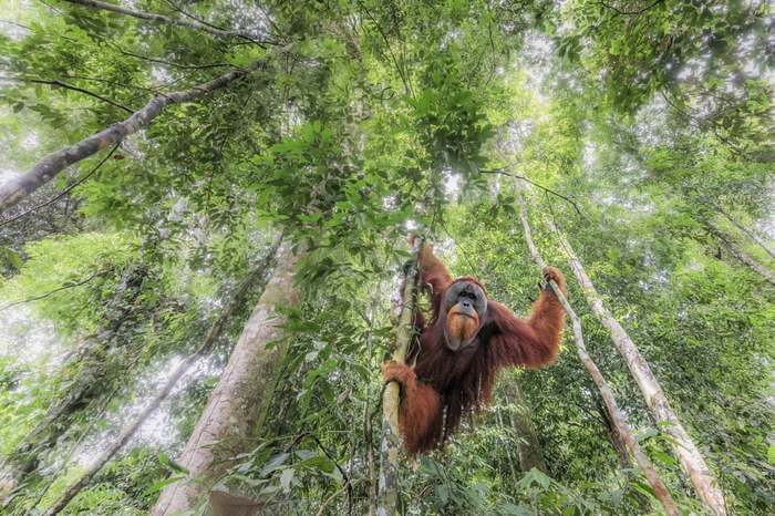 On patrol - The photo, Orangutan, , Sumatra