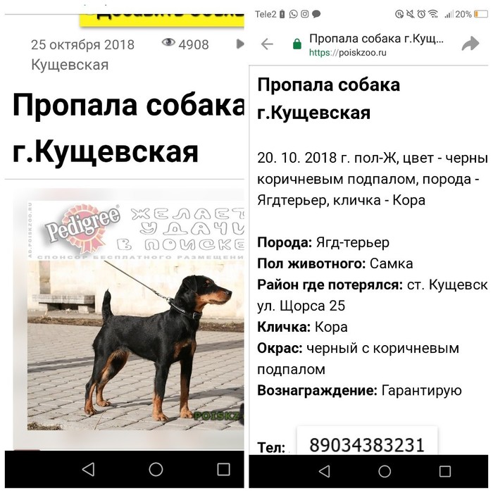 Lost dog Rostov region - My, The dog is missing, Rostov-on-Don, Rostov region, No rating, Краснодарский Край, Dog, Help me find