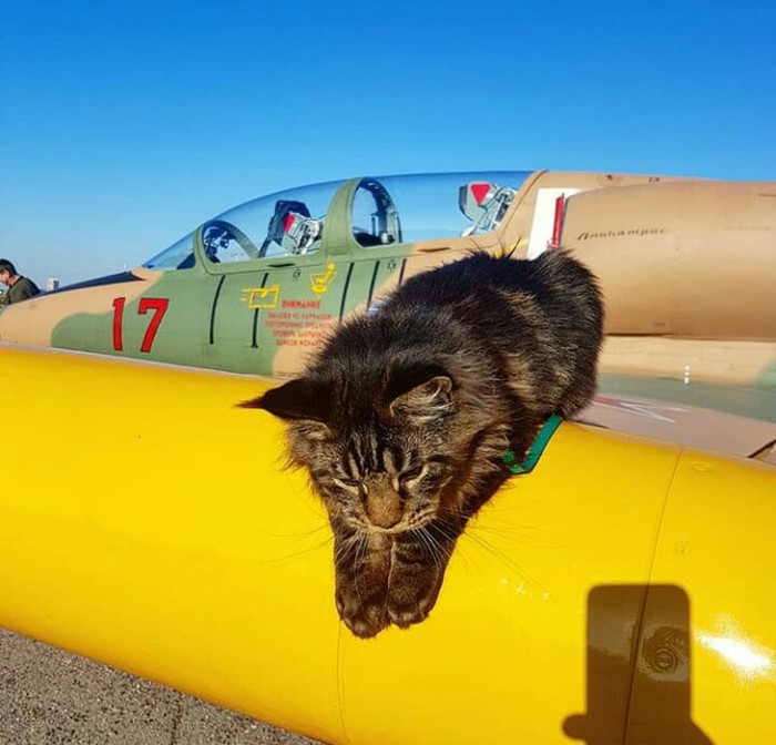 Kitty in your tape - cat, Airplane, l-39, Maine Coon