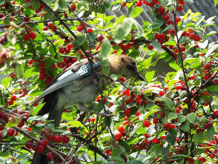 Jays - My, Fujifilm, Nature, Amur region, Longpost, Birds, Jay