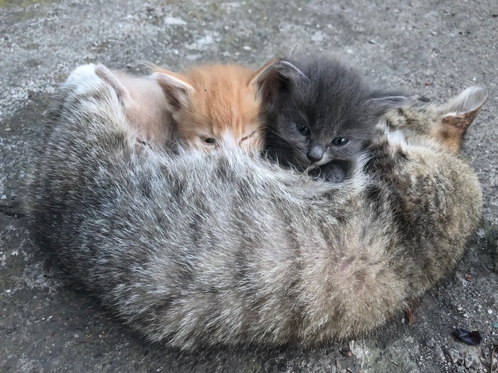 Hugs!! - My, Catomafia, cat, Kittens, Hugs, Weasel, Care, Tenderness