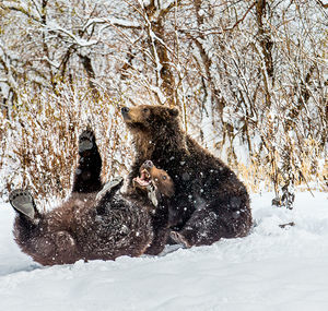 When you can't sleep ... - Bear, The photo, Photographer Gennady Yusin, Milota, The Bears