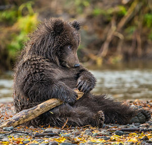 Offended - Bear, The photo, Milota, Photographer Gennady Yusin, The Bears