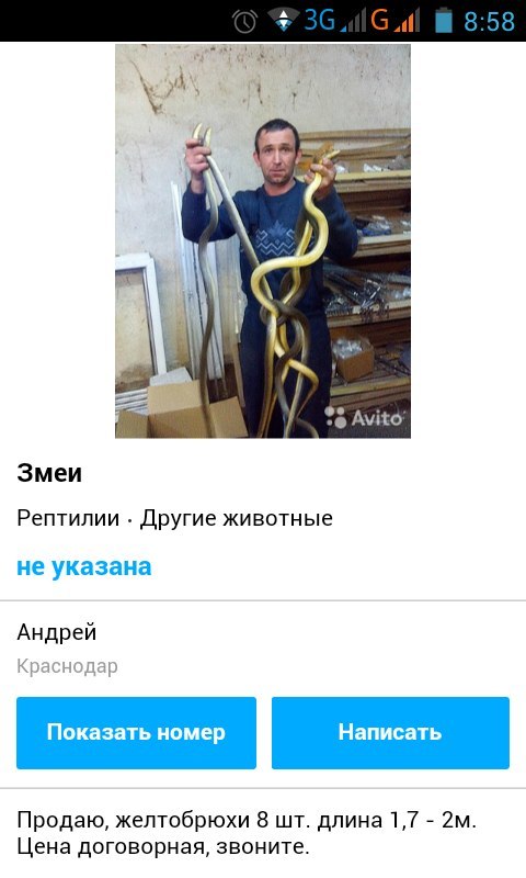 A little about the animals listed in the Red Book of the Krasnodar Territory and the possible consequences of their sale. - My, Reptiles at home, Snake, Lizard, Turtle, Red Book, Краснодарский Край, Law, Poachers, Longpost