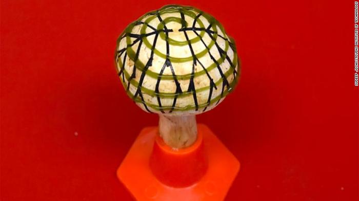 US scientists have created bionic mushrooms that generate electricity - Bionics, Mushrooms, The science