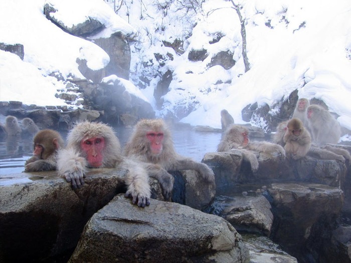 Winter on the nose - Japan, Sauna, Winter