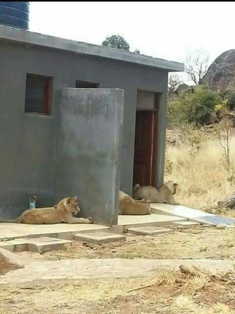 Thank you, I don't need - Toilet, a lion, I wanted to, The photo, Animals